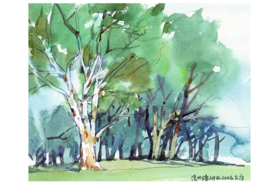 画家刘大为国画作品澳洲桉树林